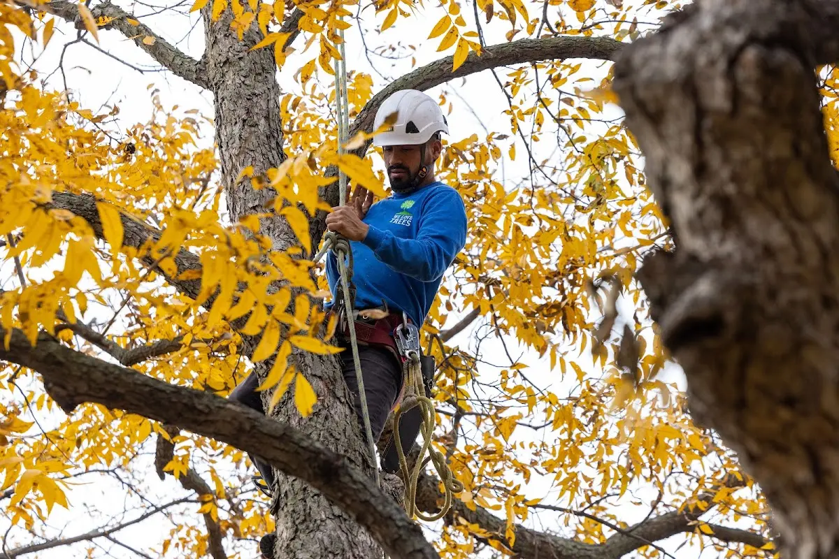 Skilled Emergency Tree Service crew working in Boston
